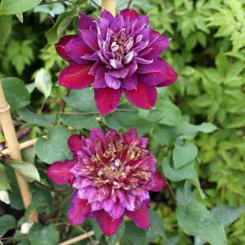 Clematis Temptation