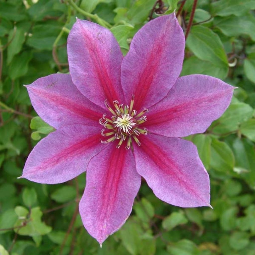Clematis Temptation