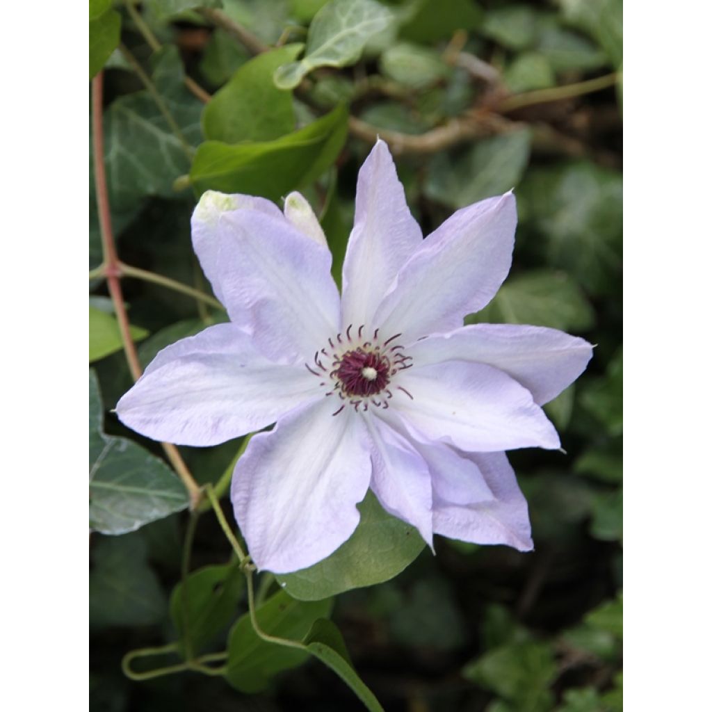 Clematis x jackmanii Ivan Olsson