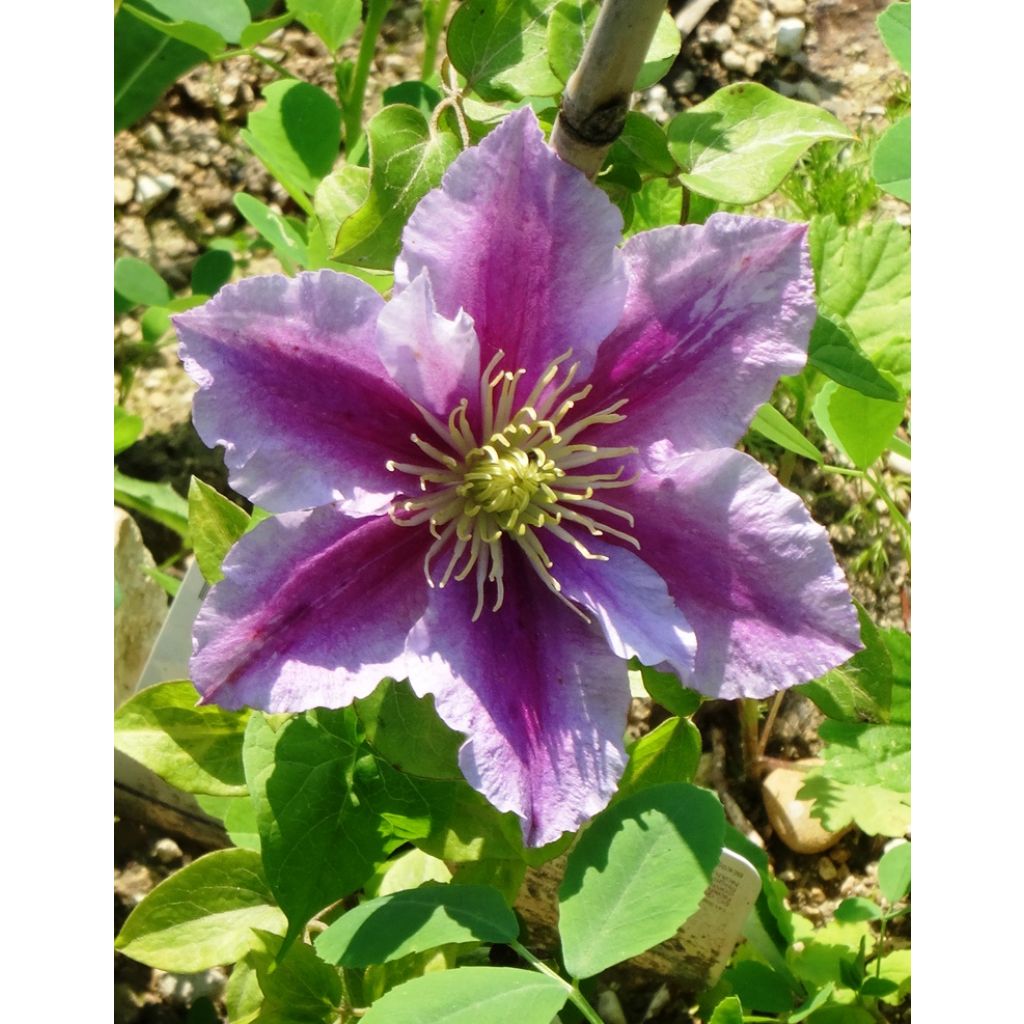 Clematis lanuginosa Nelly Moser