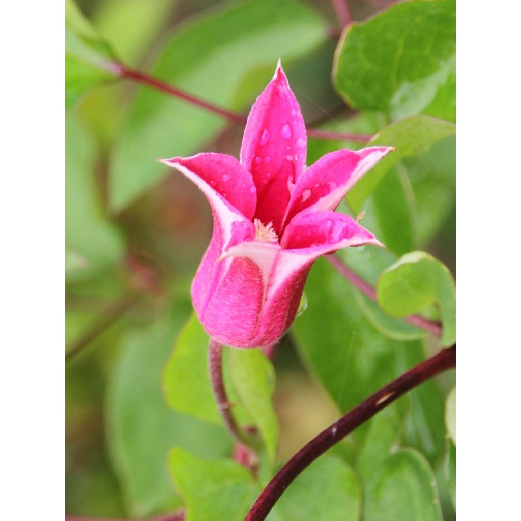 Clematis texensis Princess Diana - Scarlet Leather Flower