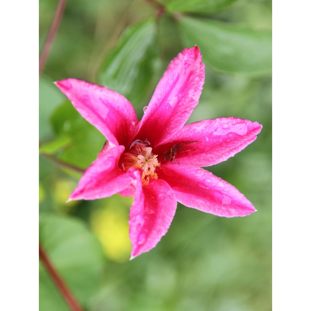 Clematis texensis Princess Diana - Scarlet Leather Flower