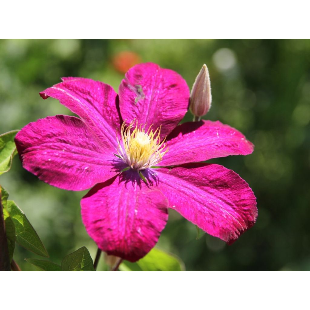 Clematis x viticella 'Ville de Lyon'