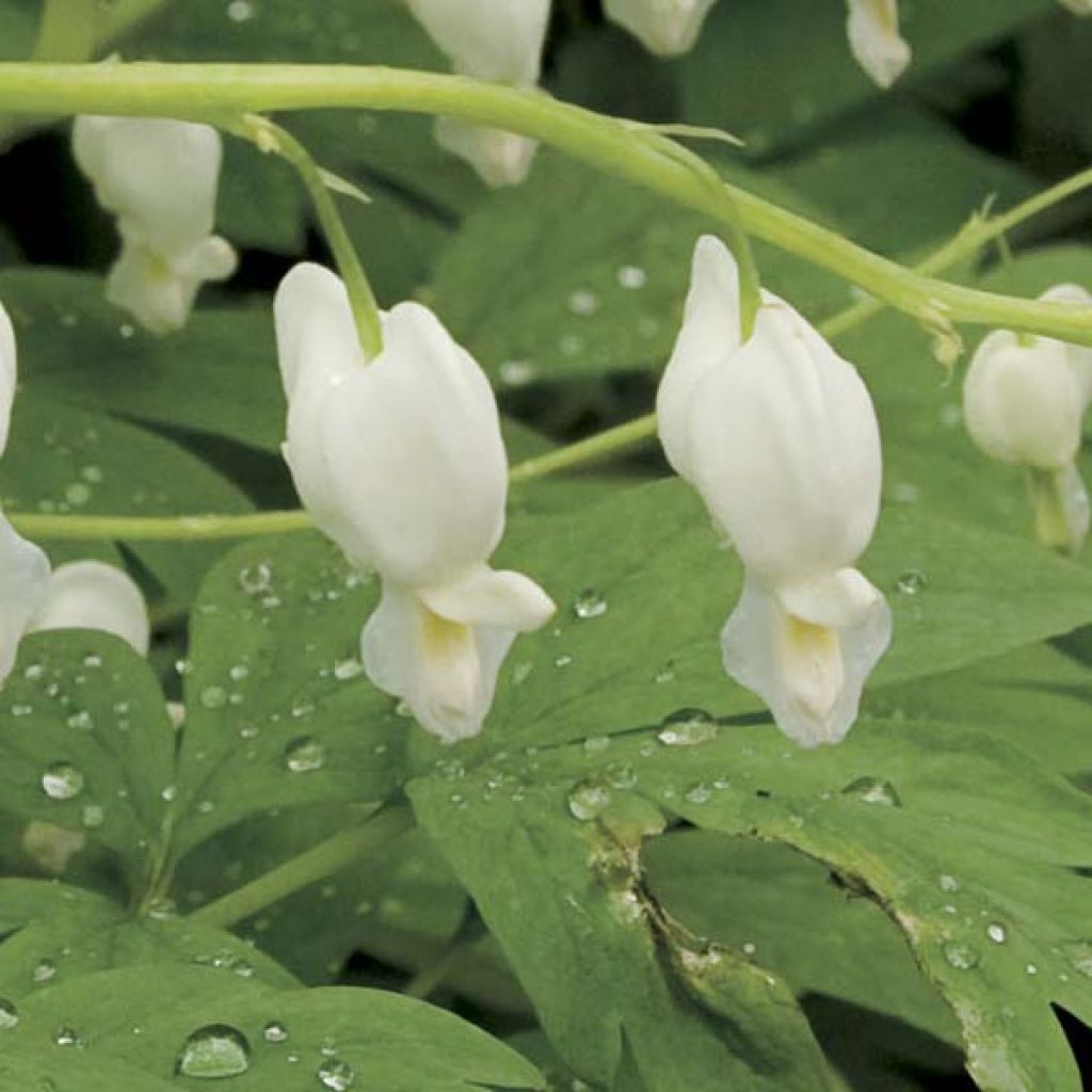 Dicentra spectabilis Alba