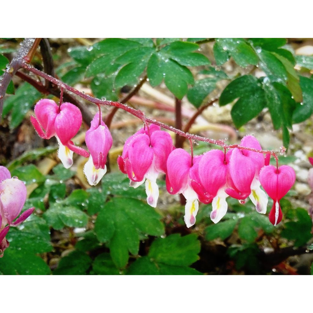 Dicentra spectabilis - Bleeding Heart