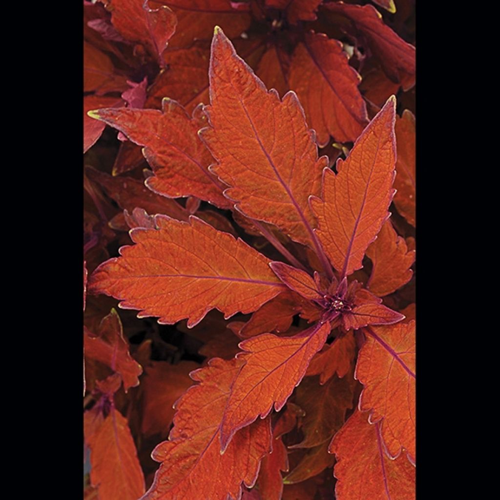 Coleus FlameThrower Habanero