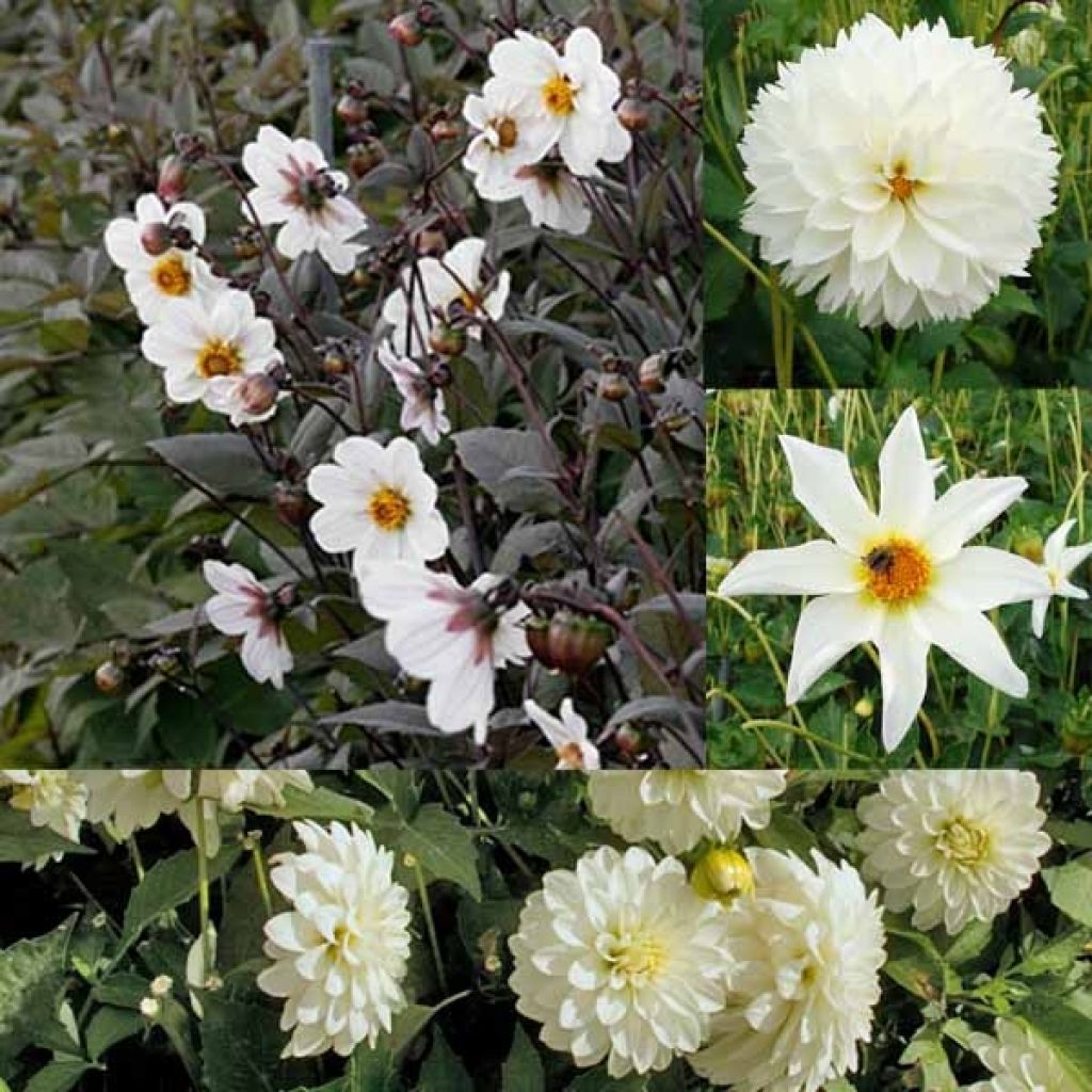Collection of 10 assorted white dahlias