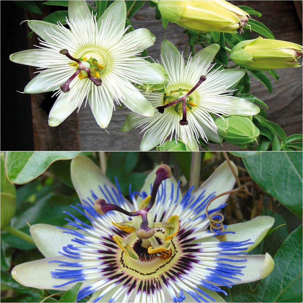 Collection of two Passiflores