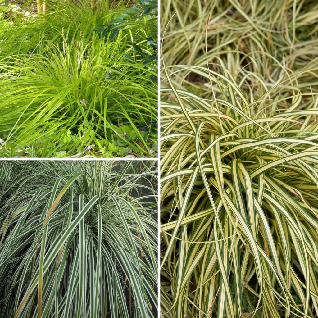 Collection 3 Carex EverColor