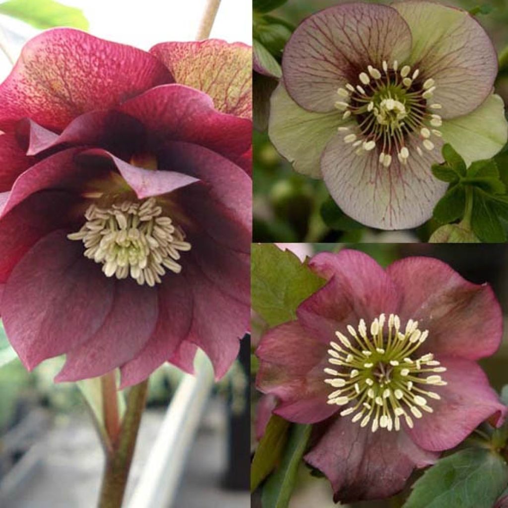 Collection of 3 Rare Hellebores 