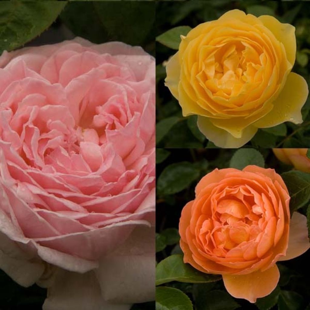 Collection of 3 David Austin Roses