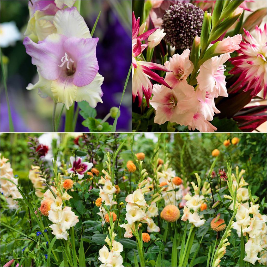 Collection of 60 Pastel Gladioli