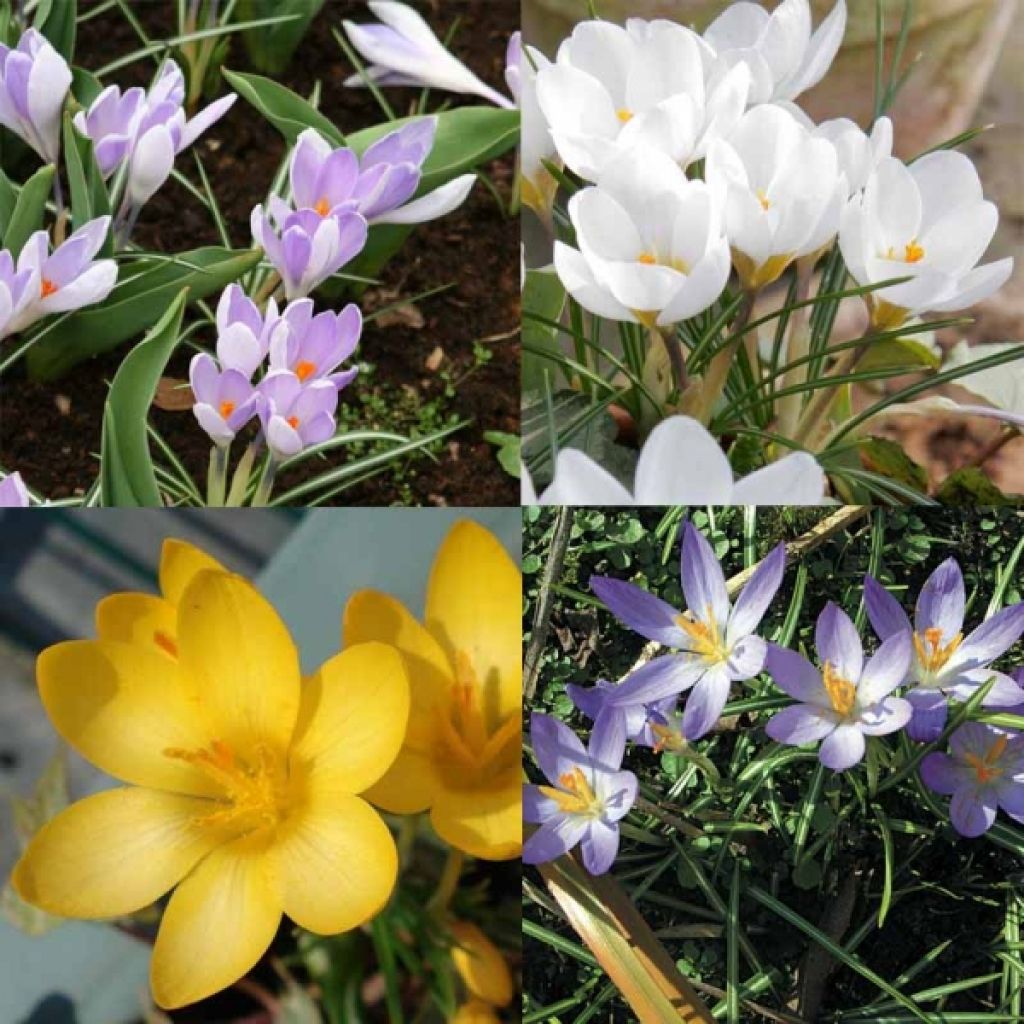 Botanical Crocus Collection