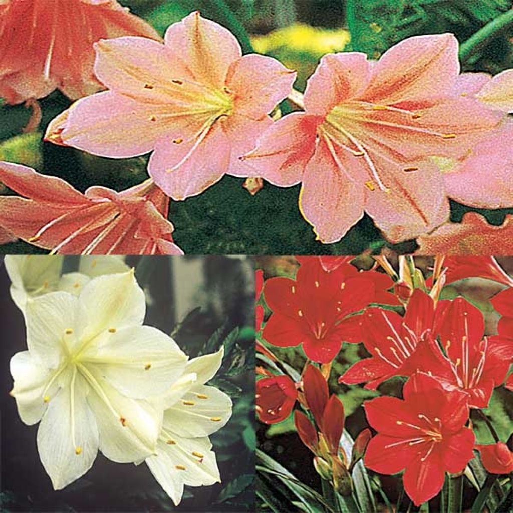 Collection of 3 Cyrtanthus