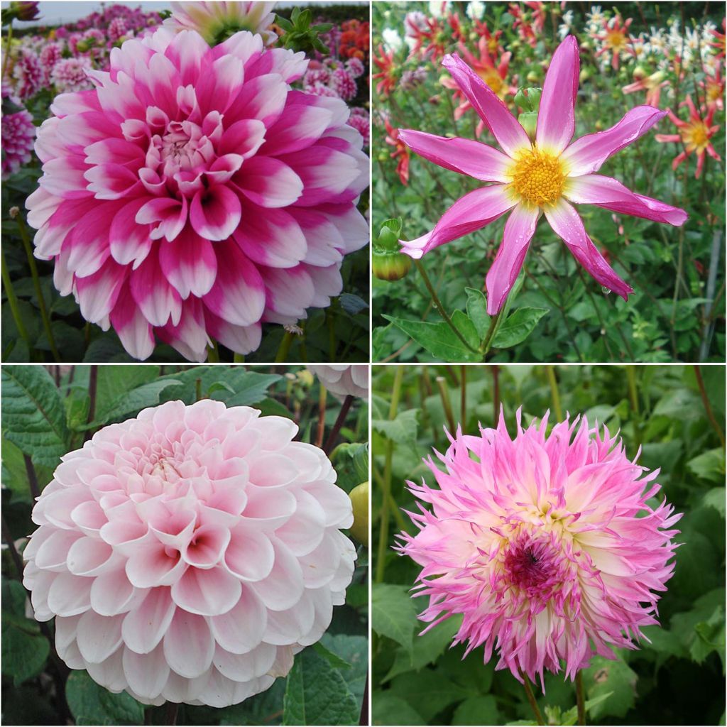 Collection of Bohemian Dahlias