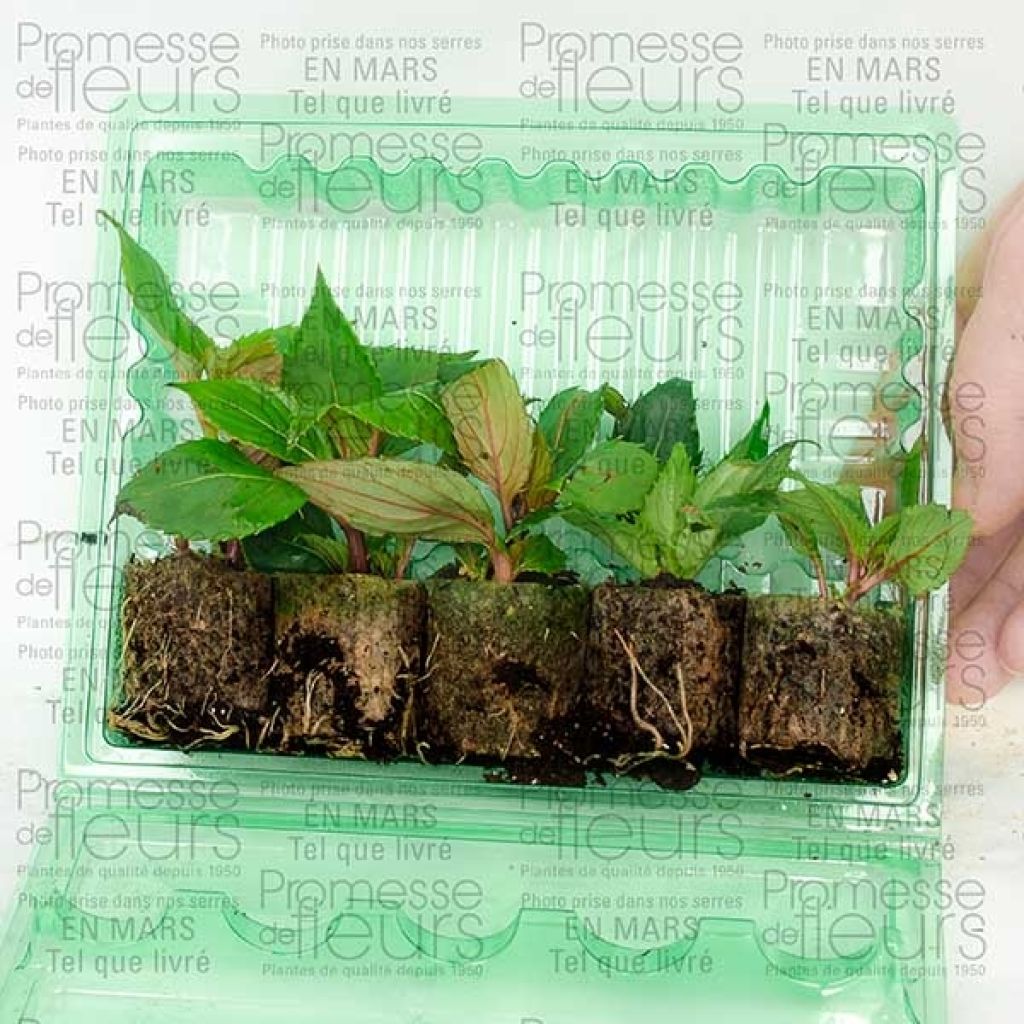 Selection of 5 Sunpatiens Impatiens 