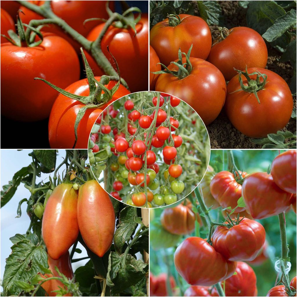 Collection of 5 Essential Young Tomato Plants