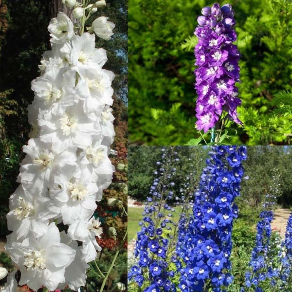 The Giants' Dance Delphinium Collection
