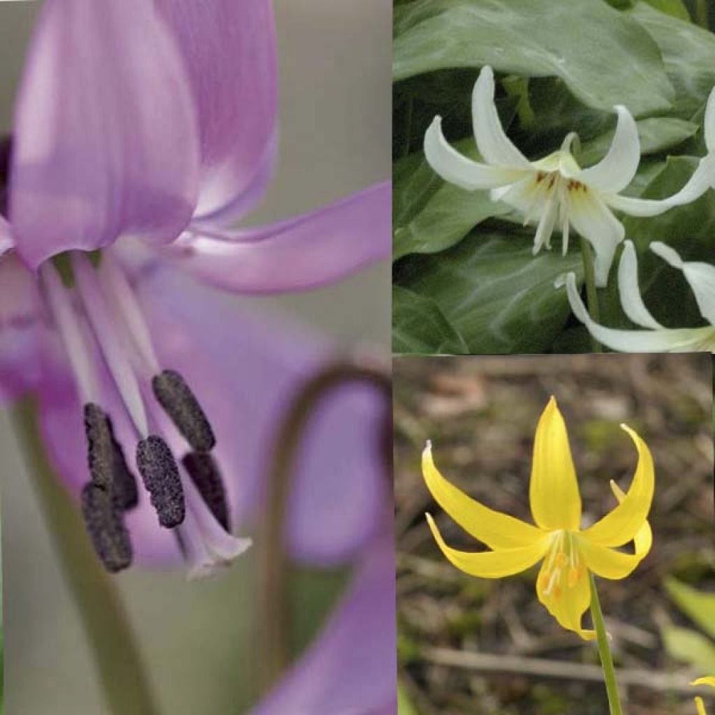 Erythronium Collection