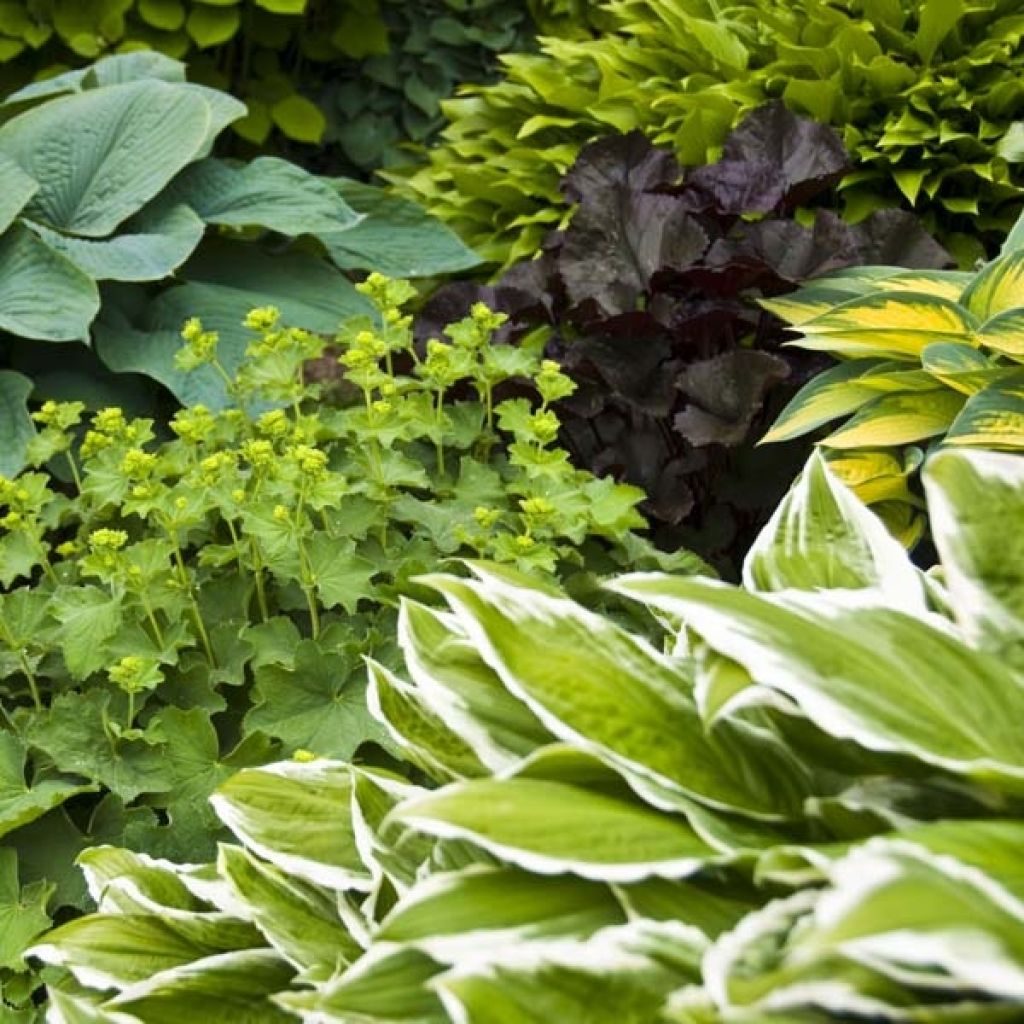 Coloured Foliage Collection