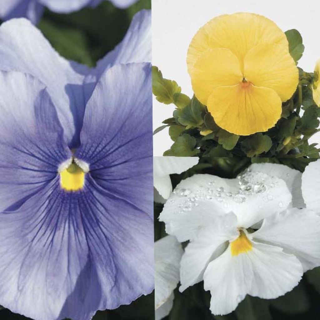 Freshness Pansy collection - Violas