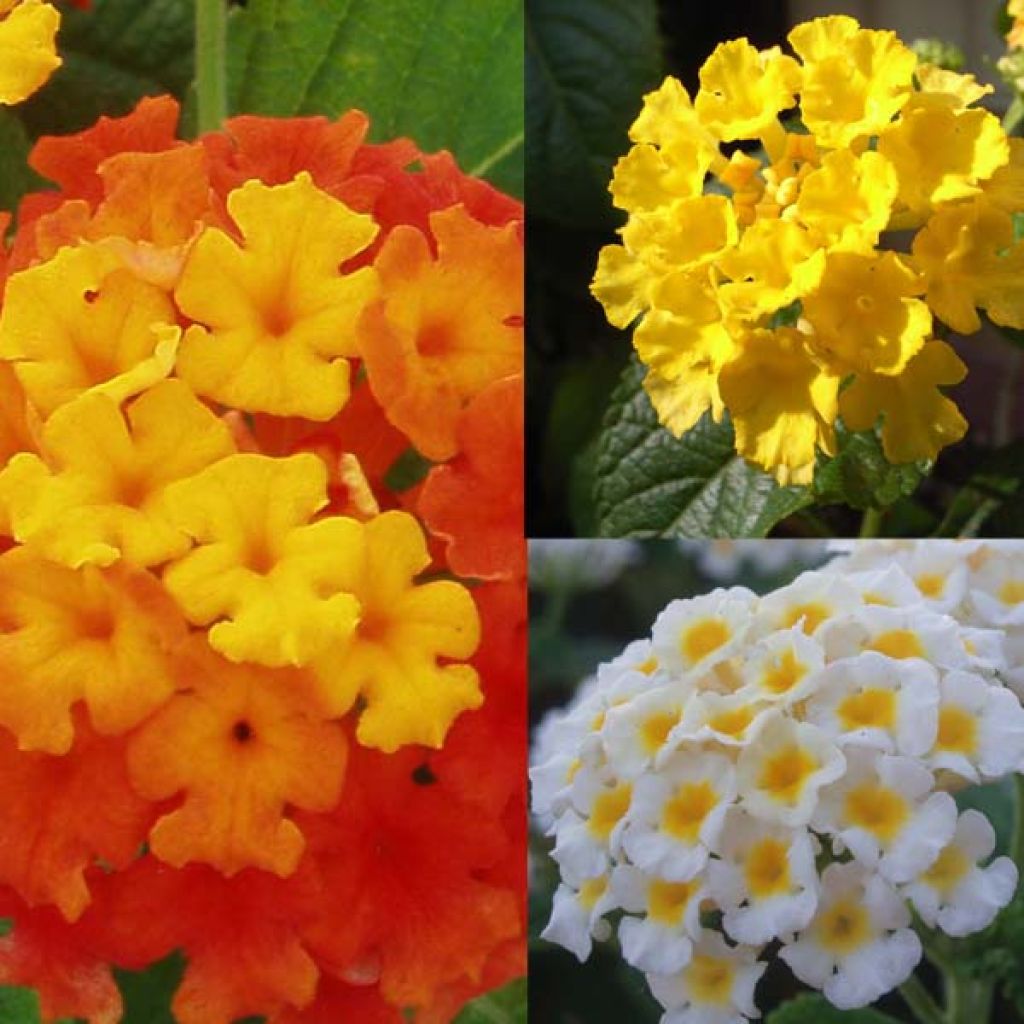 Collection of 5 red, yellow, and white Lantanas Camara
