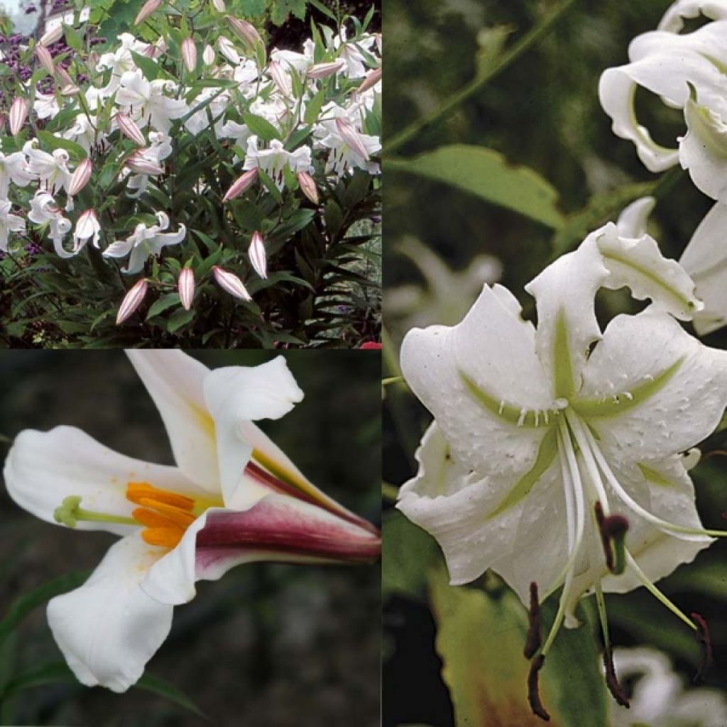 White Lily collection
