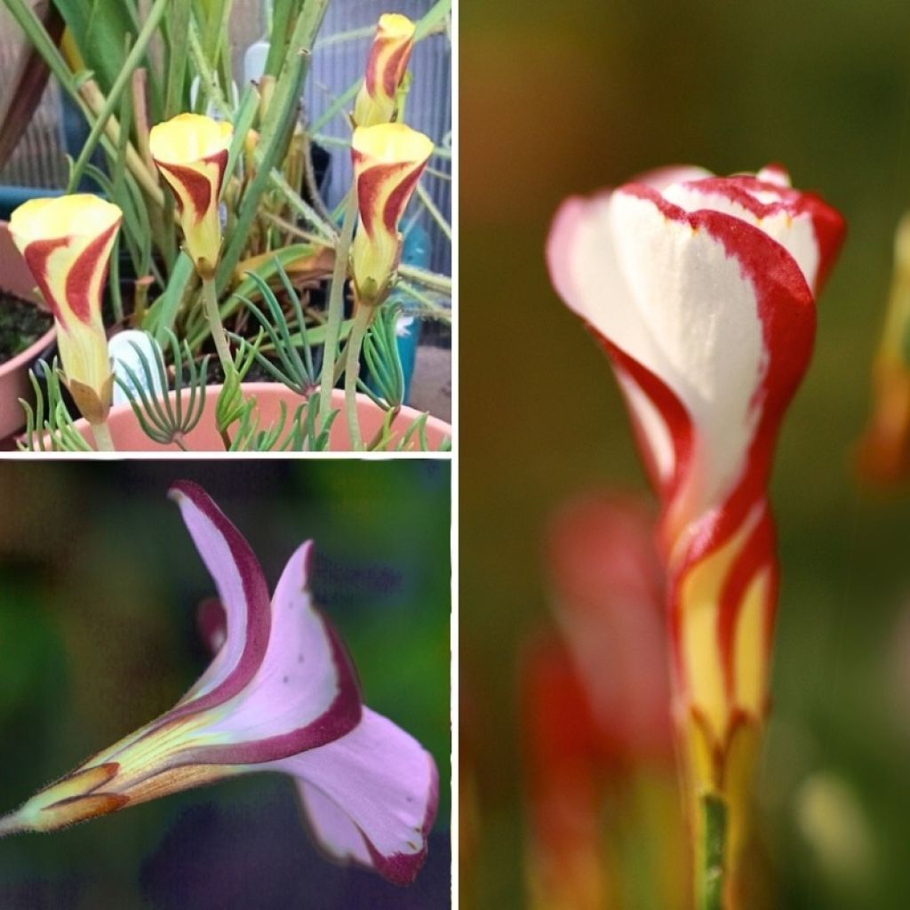 Oxalis collection for home - Spring oxalis