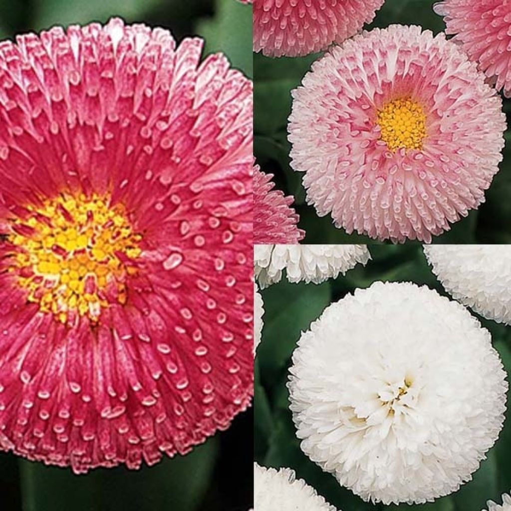 Collection of 15 Daisies