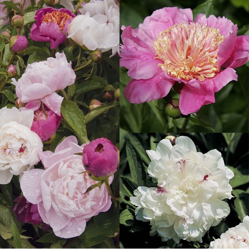 Collection of 3 Romantic Peonies