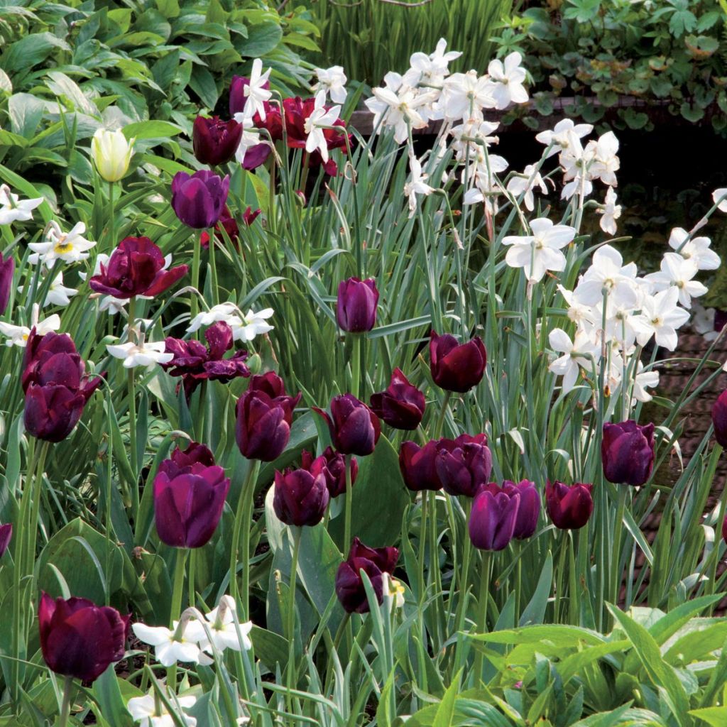 Velvet and Satin Collection
