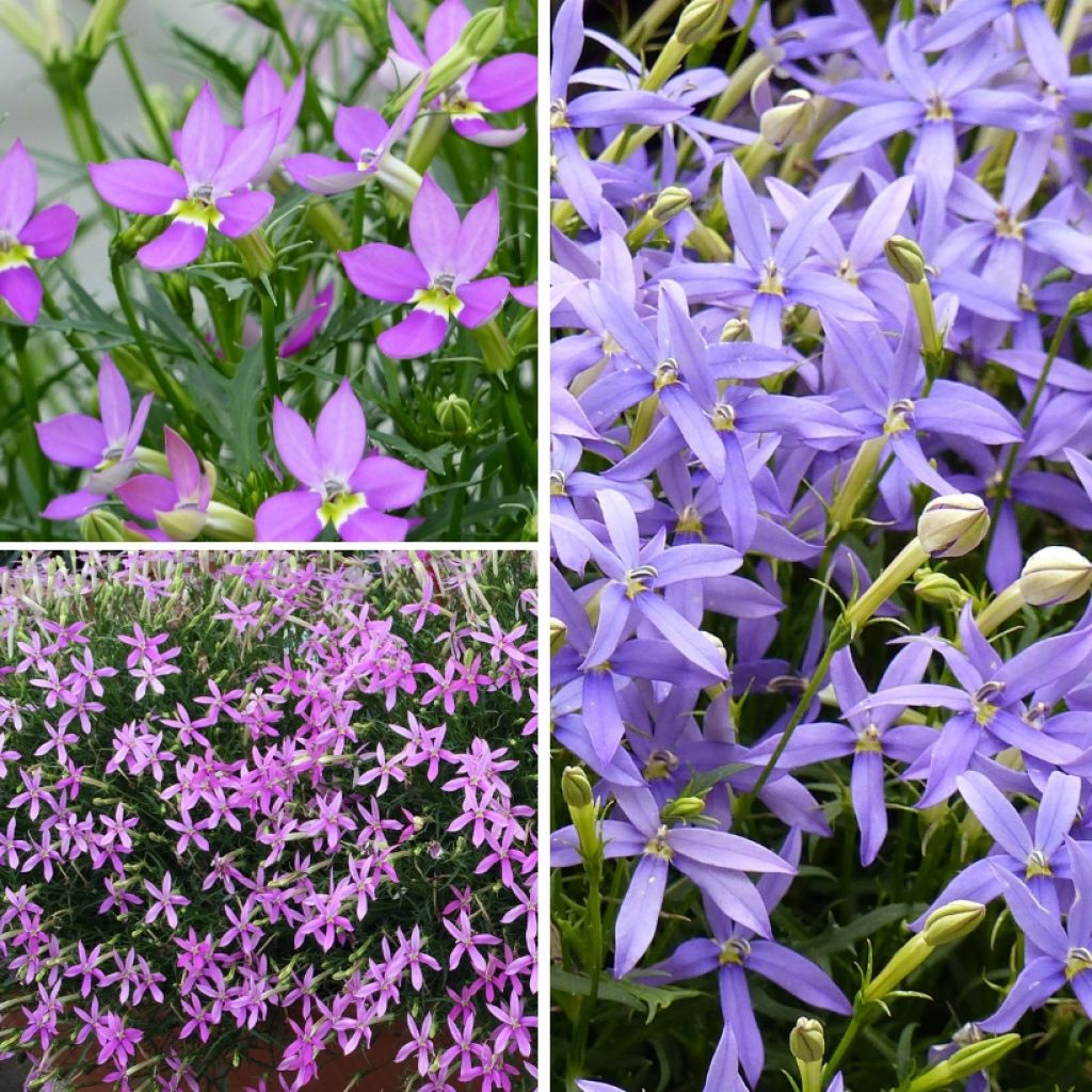 Collection of Three Laurentia (Isotoma)