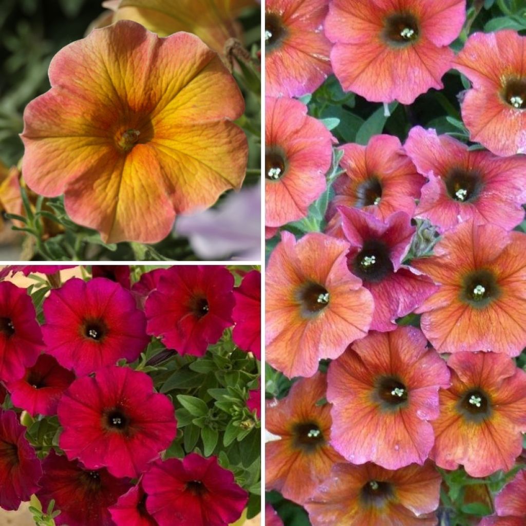 Petchoa Sunset Orange Cinnamom & Bordeaux - Hybrid Petunia