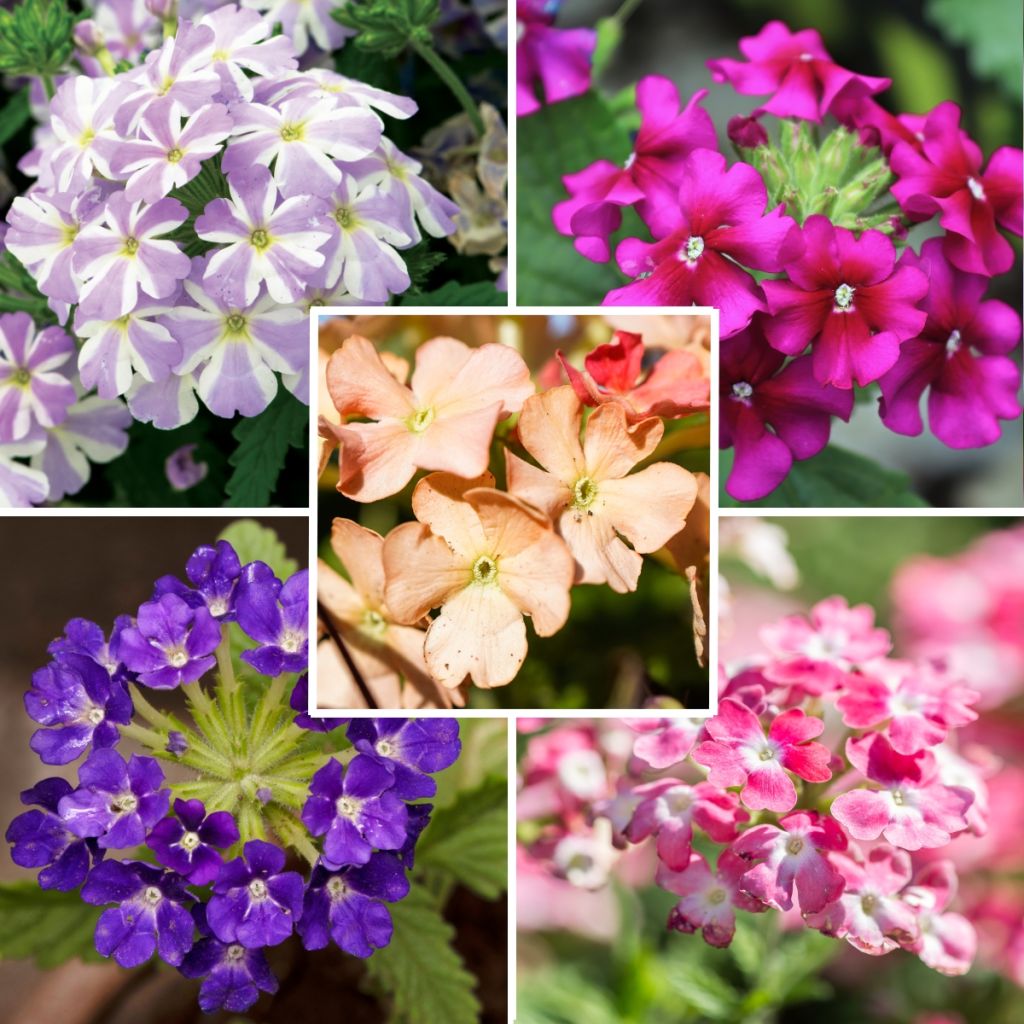 Collection of 5 Star Vervain 