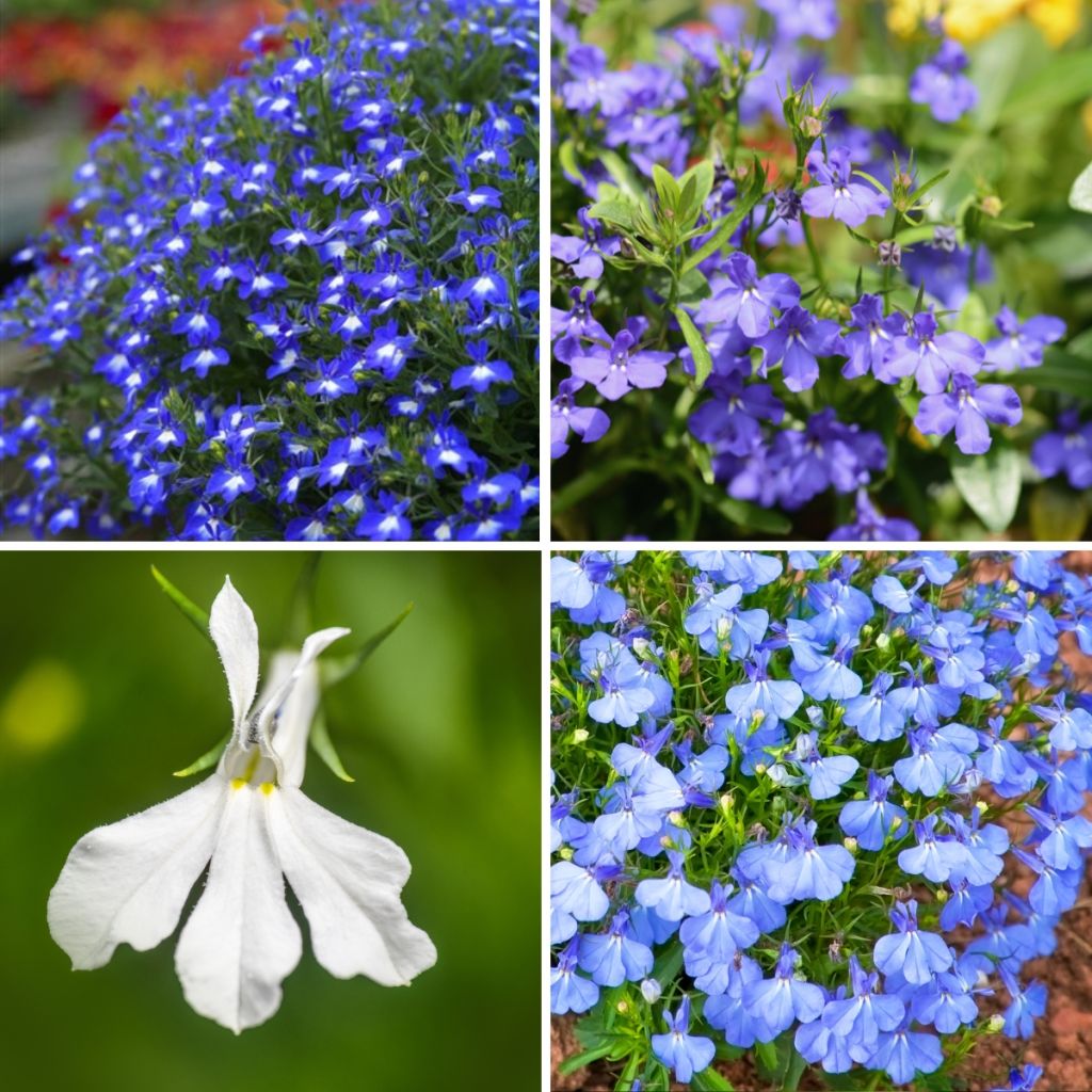 Cascade Collection of Lobelias