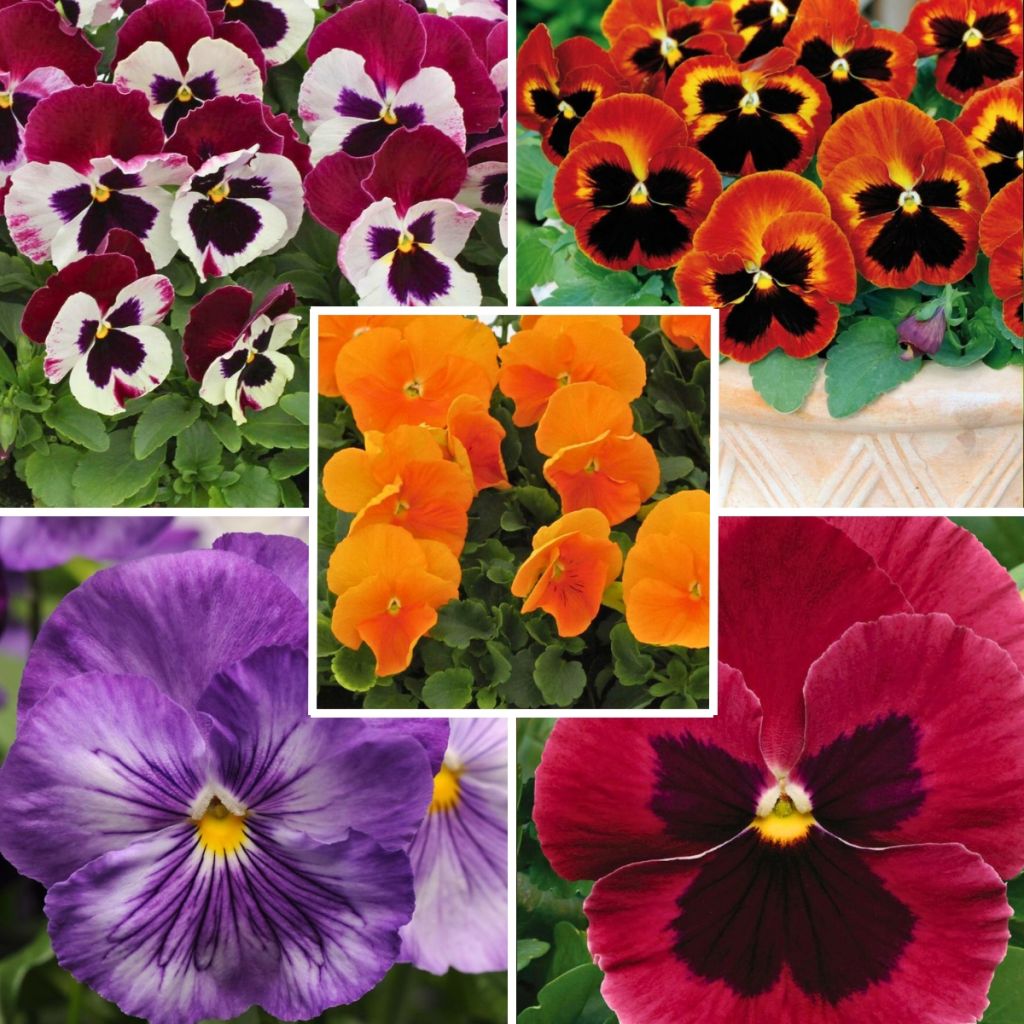 Collection of 5 Matrix Pansies Spices Mix Plug Plants