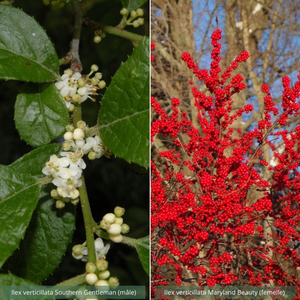 2 verticillata holly collection (male and female)