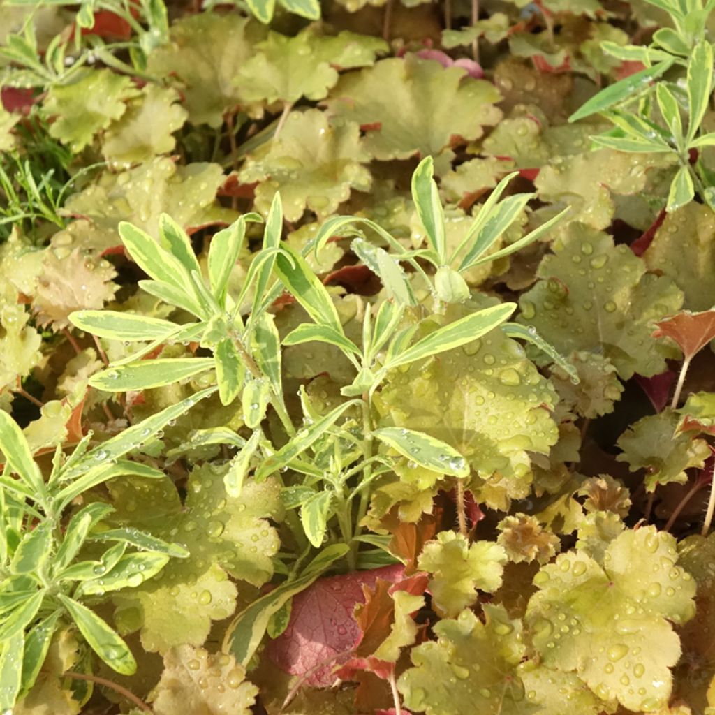 Hidden Treasure Plant Composition - collection of 3 young plants