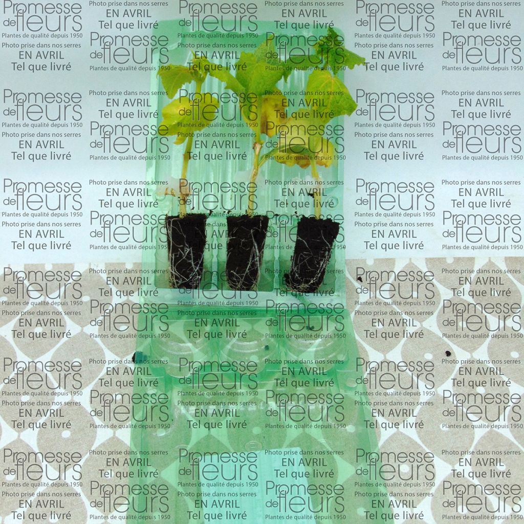 Grafted Cucumber Crokdelis F1 plants - Cucumis sativus