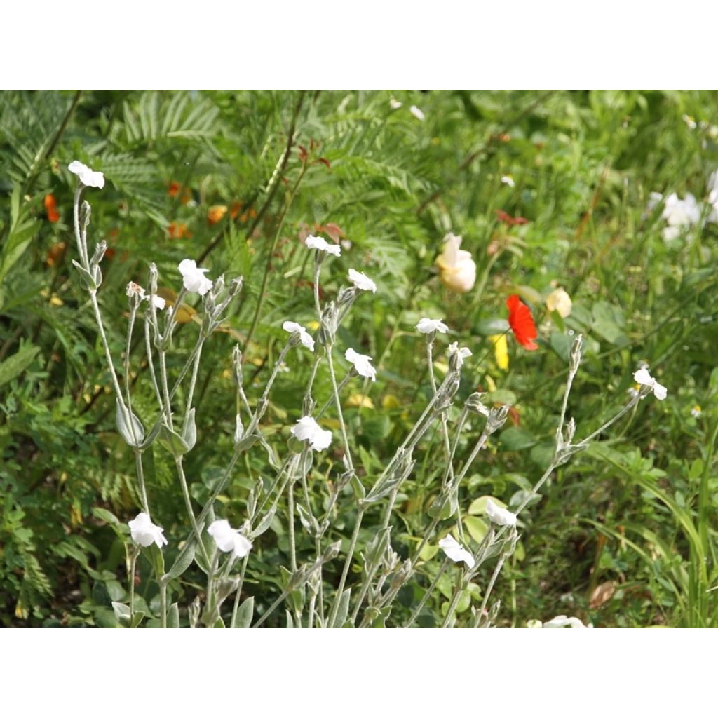 Lychnis coronaria Alba