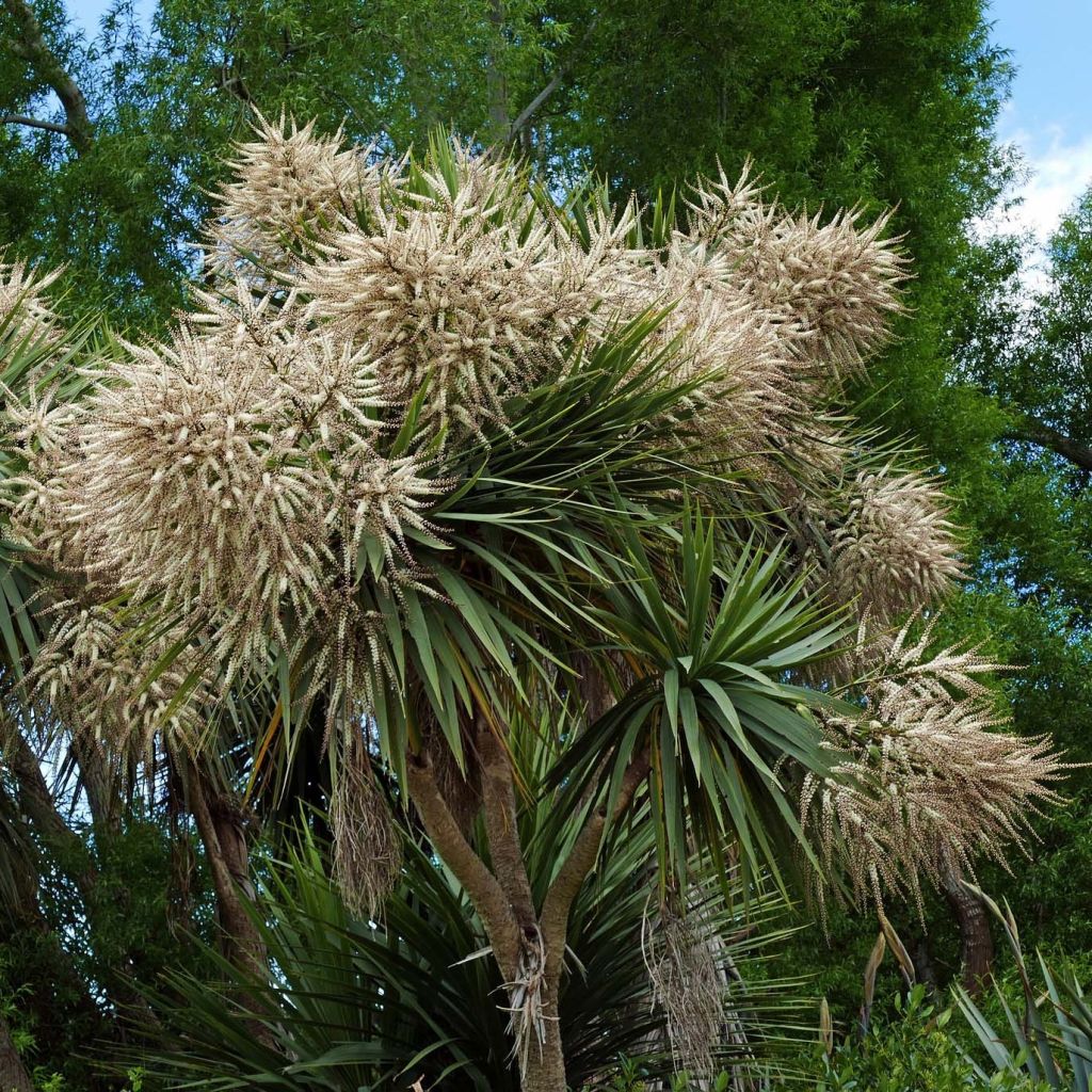 Cordyline australis - Cabbage Tree