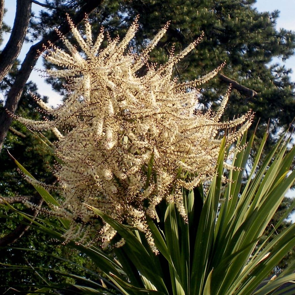 Cordyline australis - Cabbage Tree