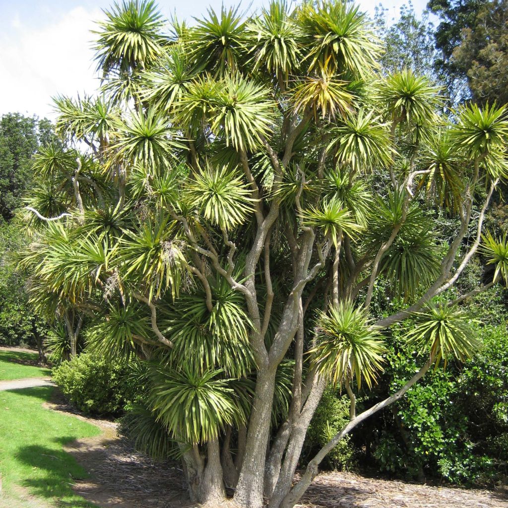 Cordyline australis - Cabbage Tree