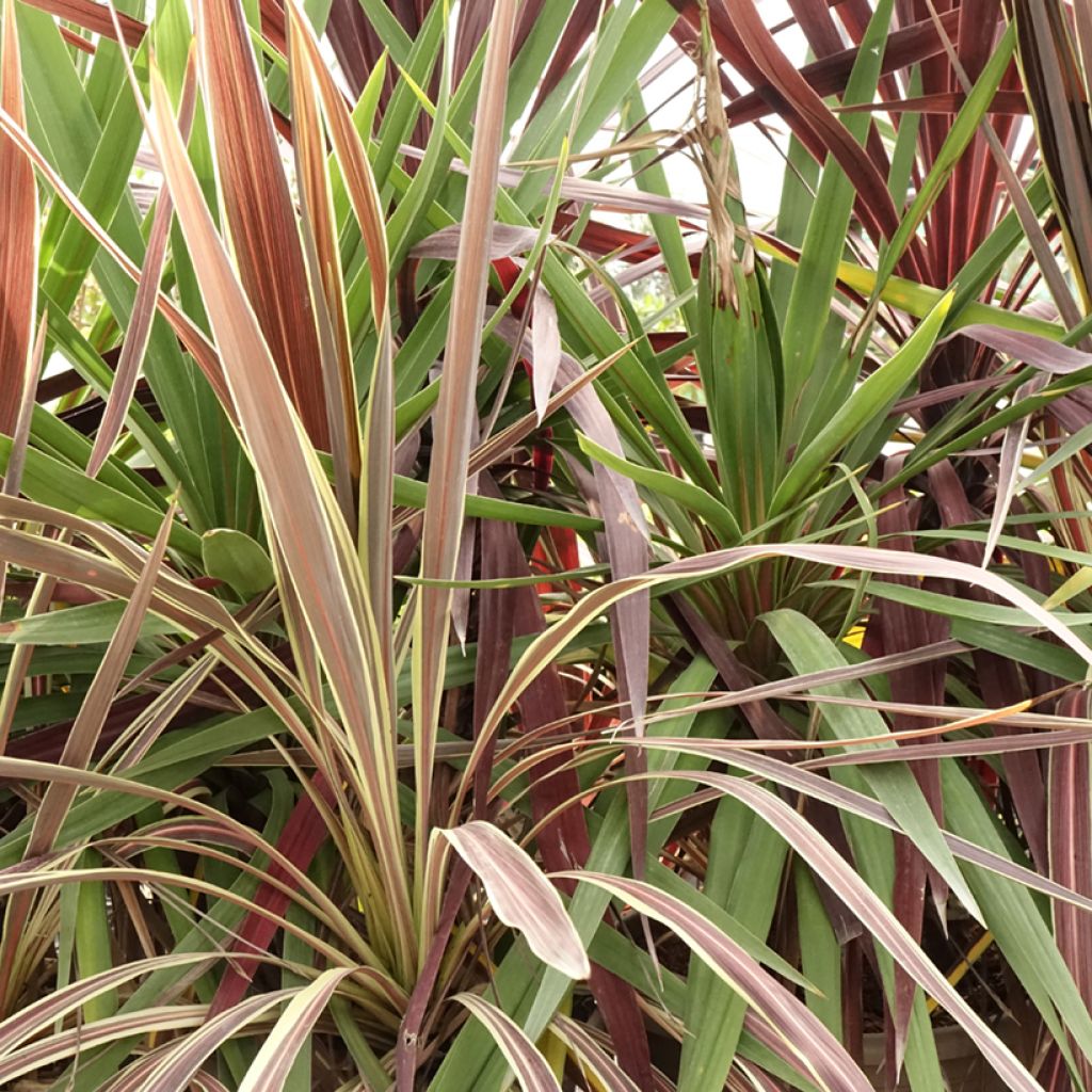 Decorative trio of Cordyline in one pot