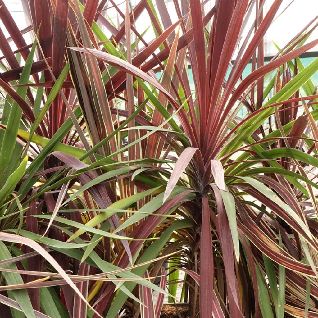 Decorative trio of Cordyline in one pot
