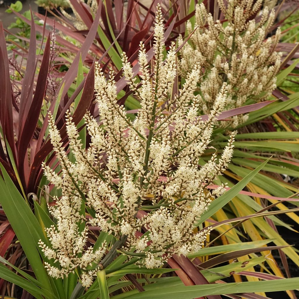 Decorative trio of Cordyline in one pot