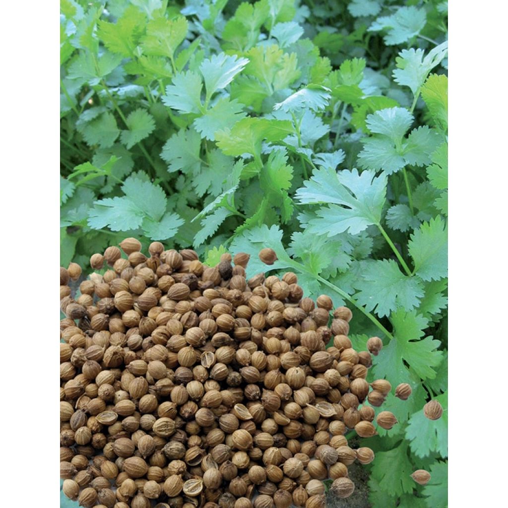 Organic Coriander 'Small Seeds' plugs- Coriandrum sativum