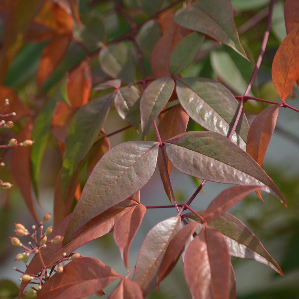Cornus alba Kesselringii - White Dogwood