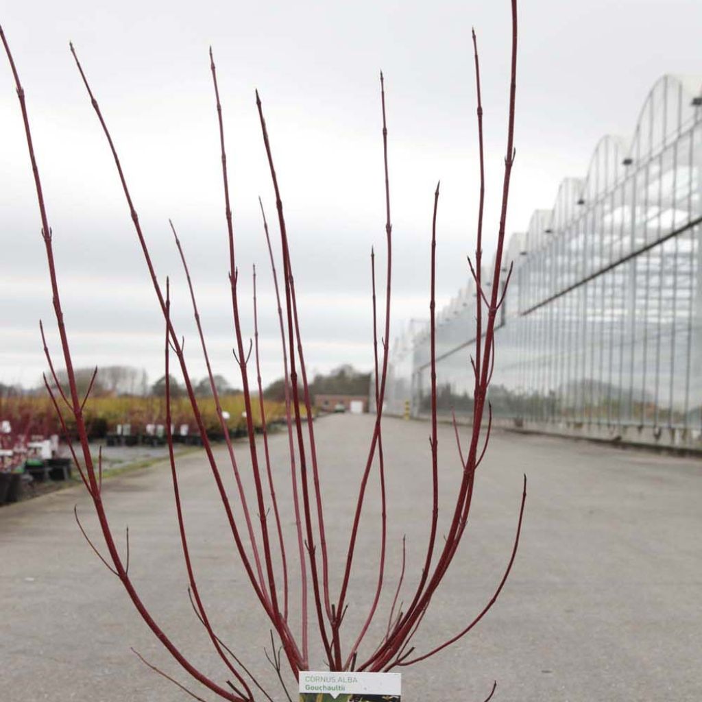 Cornus alba Gouchaultii - White Dogwood