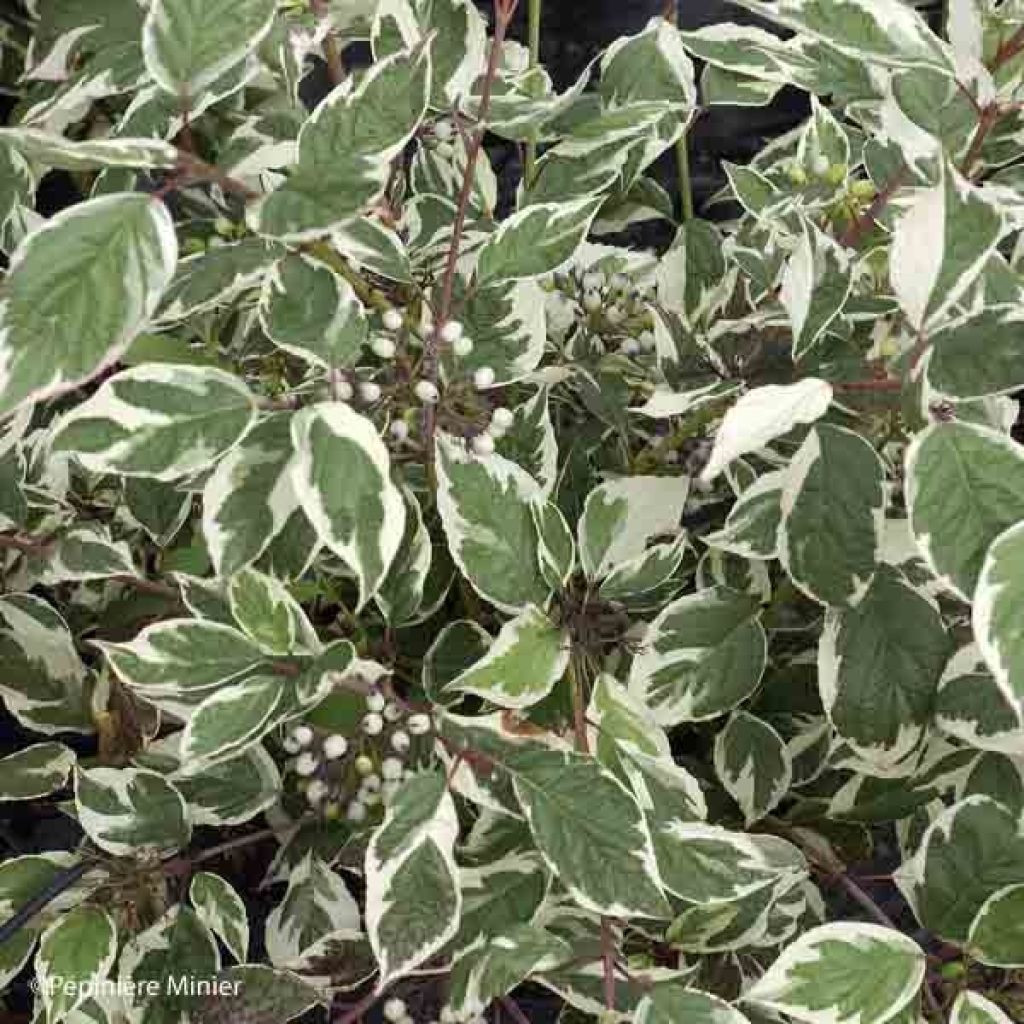 Cornus alba Sibirica Variegata - Variegated Dogwood